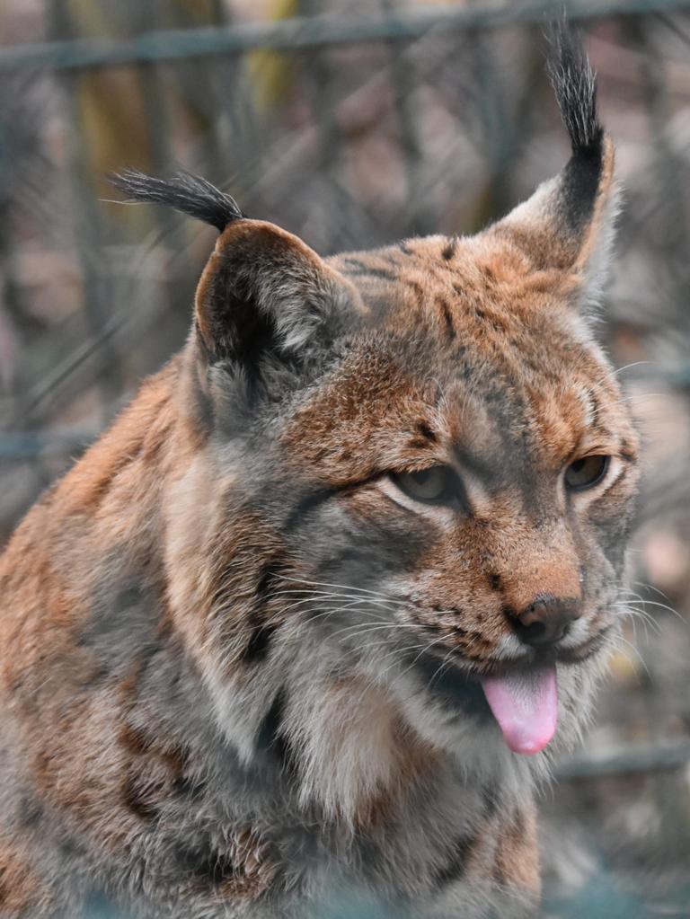 tierkommunikation_foto_luchs_ausbildung_intensivausbildung