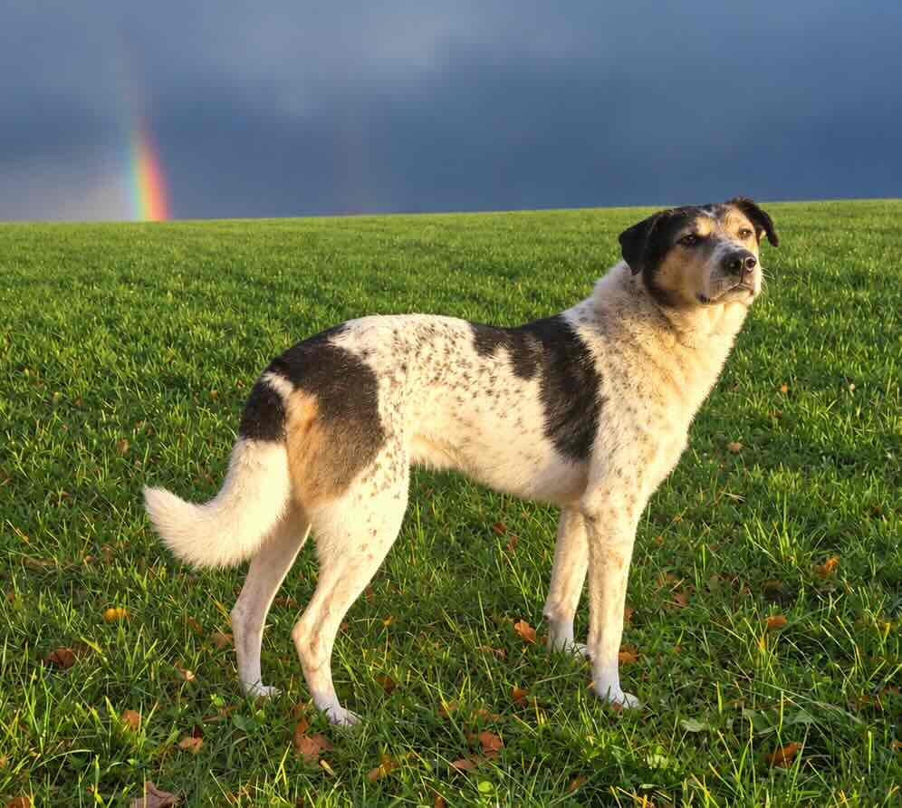 Become-Hund-vo_regenbogen