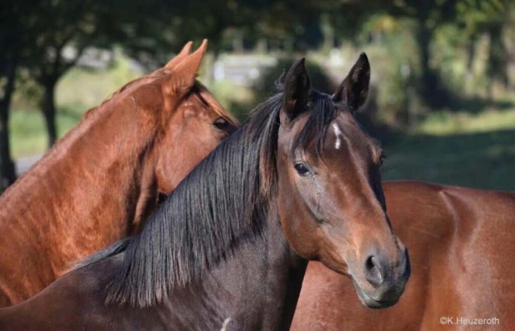 Titel-Tiere-als-Persönlichkeitstrainer-2Pferde