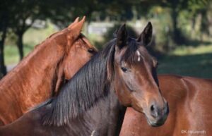 Titel-Tiere-als-Persönlichkeitstrainer-2Pferde