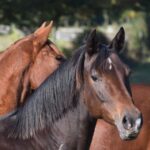 Titel-Tiere-als-Persönlichkeitstrainer-2Pferde