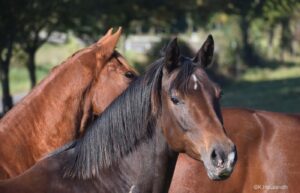 Titel-Tiere-als-Persönlichkeitstrainer-2Pferde